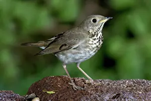 Minimus: Gray-cheeked Thrush (Catharus minimus)