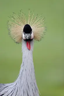 Crowned: Gray crowned-crane (Balearica regulorum), portrait