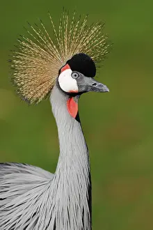 Crowned: Gray crowned-crane (Balearica regulorum), portrait
