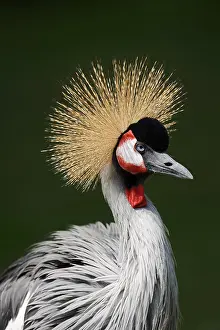 Crane: Gray crowned-crane (Balearica regulorum), portrait
