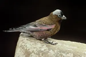 Leucosticte: Gray-crowned Rosy Finch