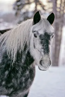 Dappled: Gray dapple Drafthorse at winter pasture, portrait closeup