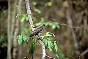 Srepok: Gray-faced Buzzard, Cambodia