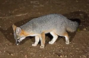 Cinereoargenteus: Gray Fox - feeding at night in the Sonoran desert