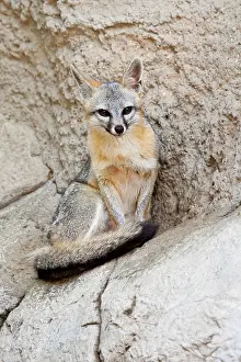 Ledge: Gray Fox (Urocyon cinereoargenteus) resting
