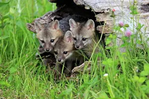 271221: Gray fox (Urocyon cinereoargenteus), young on tree