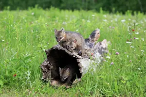 Cinereoargenteus: Gray foxes (Urocyon cinereoargenteus), three young