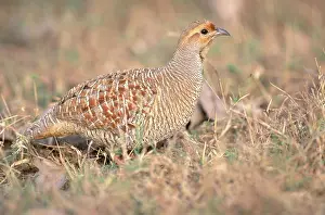 Partridges: Gray Francolin