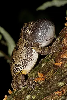 Rituals: Gray / Grey Treefrog / Tree Frog male calling