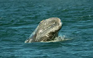 Born: Gray / Grey Whale - new born calf