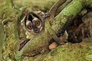Magdalena: Gray-handed Night Monkey, in a tree trunk, Magdalena