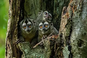 Magdalena: Gray-handed Night Monkey, in a tree trunk, Magdalena