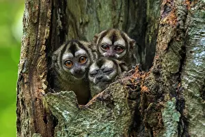 Magdalena: Gray-handed Night Monkey, in a tree trunk, Magdalena