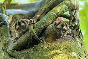 Magdalena: Gray-handed Night Monkey, in a tree trunk, Magdalena