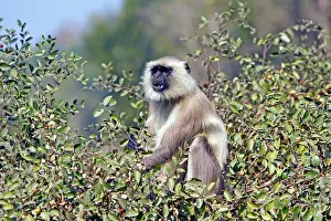 Semnopithecus: Gray / Hanuman Langur