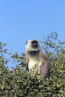 Semnopithecus: Gray / Hanuman Langur