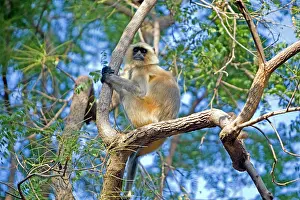 Hanuman: Gray / Hanuman Langur