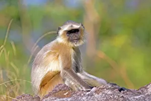 Hanuman: Gray / Hanuman Langur