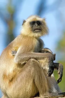 Hanuman: Gray / Hanuman Langur