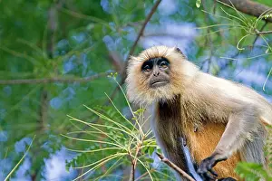 Hanuman: Gray / Hanuman Langur