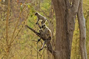Langurs: Gray / Hanuman Langurs - in tree