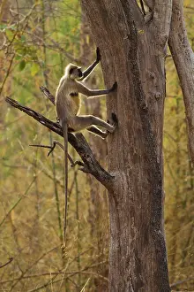 Langurs: Gray / Hanuman Langurs - in tree