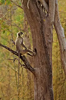 Langurs: Gray / Hanuman Langurs - in tree