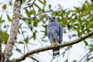 Tirimbina: Gray Hawk