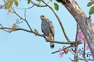 Nitida: Gray Hawk - adult