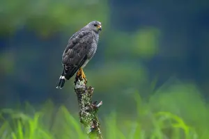 Hawk: Gray Hawk, Asturina nitida