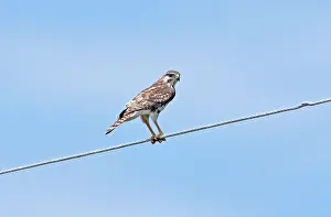 Nitida: Gray Hawk - immature