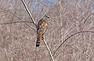 Nitida: Gray Hawk - immature