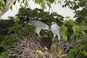 Mated: Gray Hawks at nest