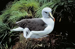 Mollymawk: Gray-headed Albatross