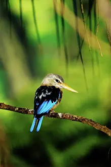 Leucocephala: Gray-headed Kingfisher