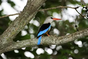 Leucocephala: Gray-headed Kingfisher