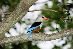 Leucocephala: Gray-headed Kingfisher
