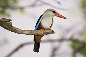 Leucocephala: Gray-headed Kingfisher