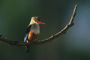 Leucocephala: Gray-headed Kingfisher (Halcyon leucocephala)