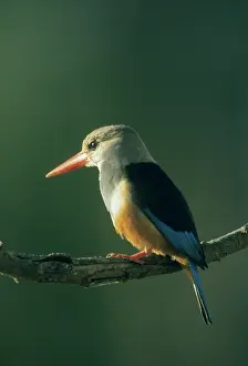 Leucocephala: Gray-Headed Kingfisher, (Halcyon leucocephala)