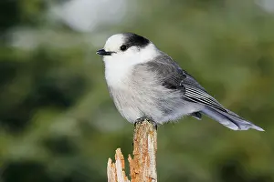 Perisoreus: Gray Jay
