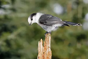 Perisoreus: Gray Jay