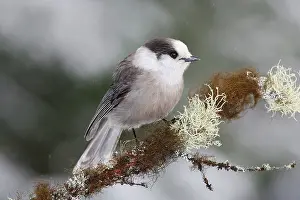 Perisoreus: Gray Jay