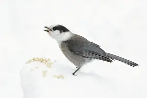 Perisoreus: Gray Jay