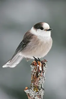 Perisoreus: Gray Jay