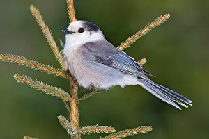 Perisoreus: Gray Jay