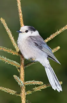 Perisoreus: Gray Jay
