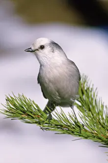 Perisoreus: Gray Jay