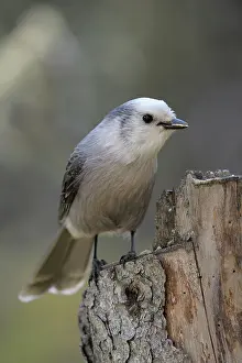 Perisoreus: Gray Jay
