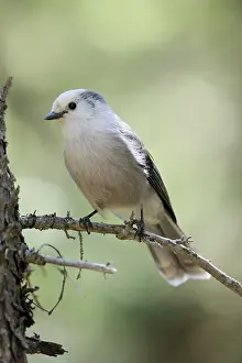 Perisoreus: Gray Jay